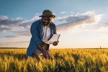 Çiftçi büyüyen buğday tarlasında duruyor. Başarılı bir tohum ektikten sonra ekinleri inceliyor..