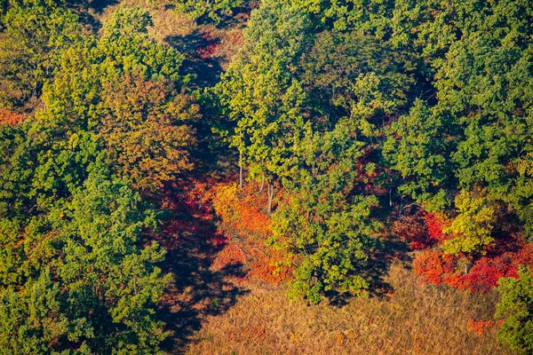 Δάσος Αλλάζει Χρώματα Νωρίς Φθινόπωρο — Φωτογραφία Αρχείου