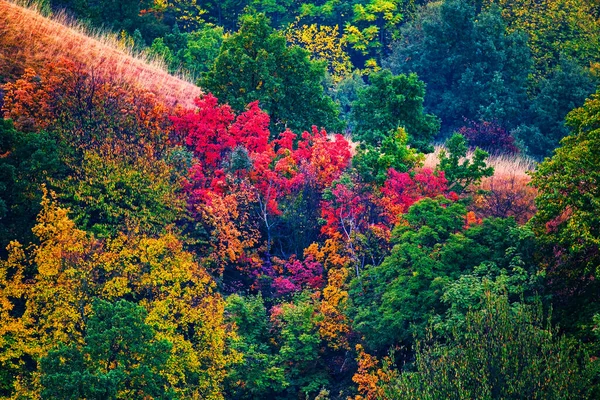 Kleurrijke Bosbomen Herfst Bergen Multi Gekleurde Boomtoppen Herfst — Stockfoto