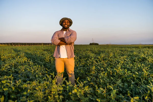 Farmer Standing His Growing Soybean Field Satisfied Because Good Progress — Stock Photo, Image