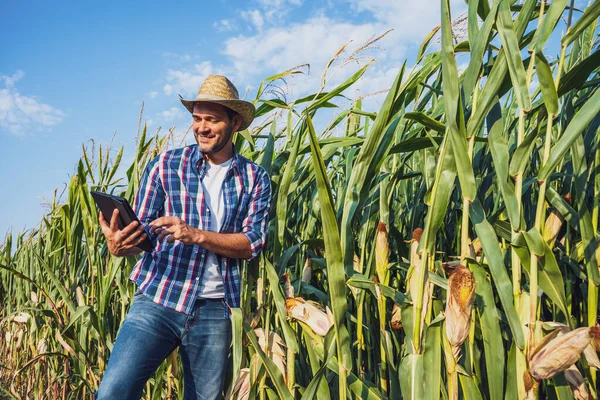 COLHEITA FELIZ : A PLANTAÇÃO DE PIMENTA QUASE NÃO VINGOU! 