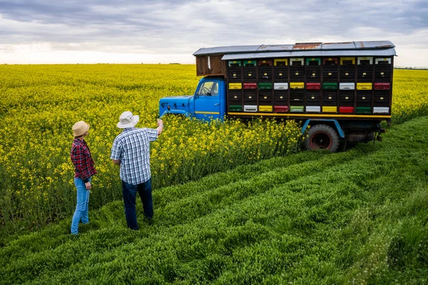 Due Generazioni Apicoltori Sono Davanti Loro Camion Con Gli Alveari — Foto Stock
