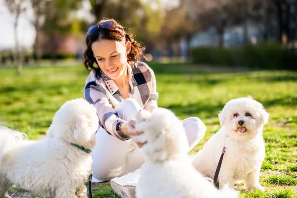 Mujer Feliz Está Jugando Con Sus Perros Blancos Bichon Frise — Foto de Stock