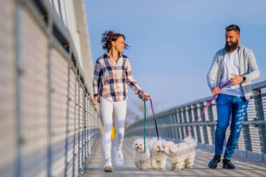 Güneşli bir günde Beyaz Bichon Frise köpekleri sahiplerinin yanında yürüyor..
