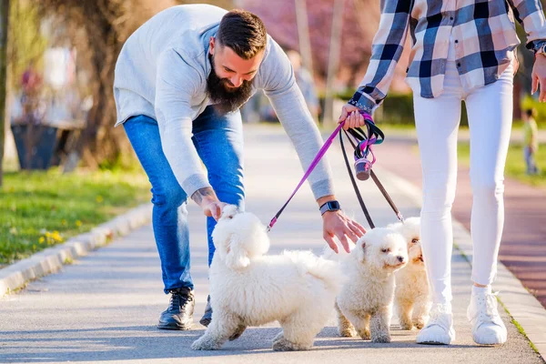 White Bichon Frise Perros Caminando Junto Sus Dueños Día Soleado — Foto de Stock