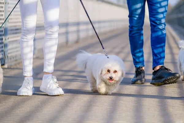 White Bichon Frise Perros Caminando Junto Dueño Día Soleado — Foto de Stock