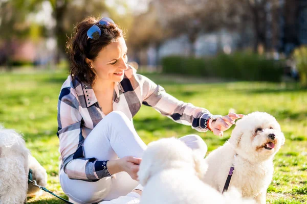 Mujer Feliz Está Jugando Con Sus Perros Blancos Bichon Frise — Foto de Stock