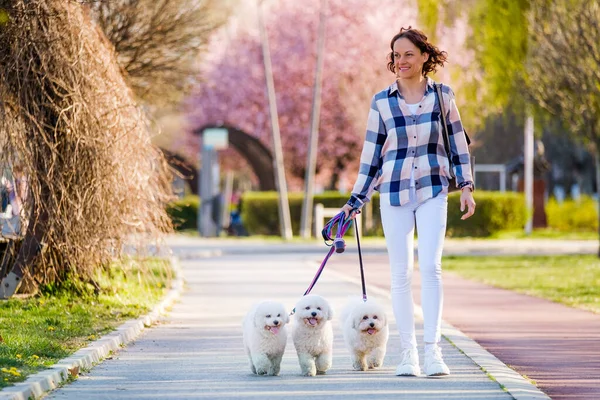 White Bichon Frise Perros Caminando Junto Dueño Día Soleado — Foto de Stock