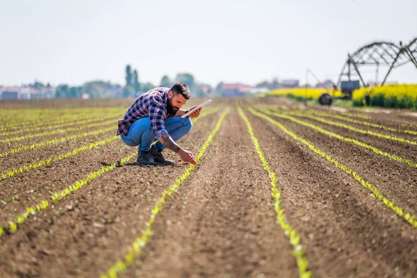 Çiftçi mısır tarlasındaki ekinlerin gelişimini inceliyor.. 