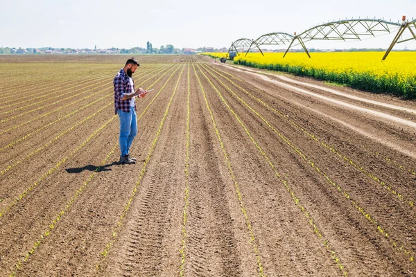 Farmář Stojí Svém Pěstitelském Poli Zkoumá Pokrok Pěstování Plodin — Stock fotografie