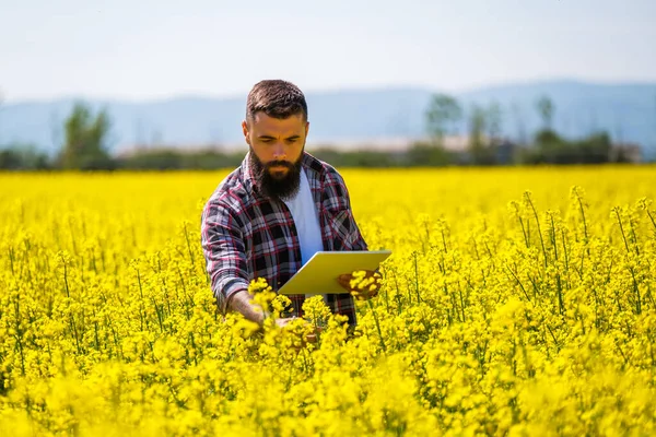 Çiftçi kolza tohumu tarlasında dikiliyor ve ekinlerin gelişimini inceliyor..