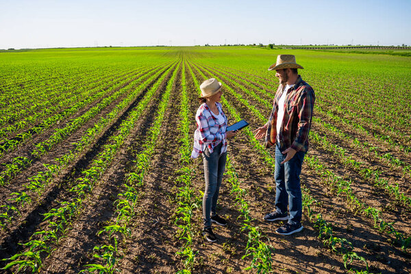 Мужчина и женщина работают вместе в партнерстве. Они выращивают кукурузу..