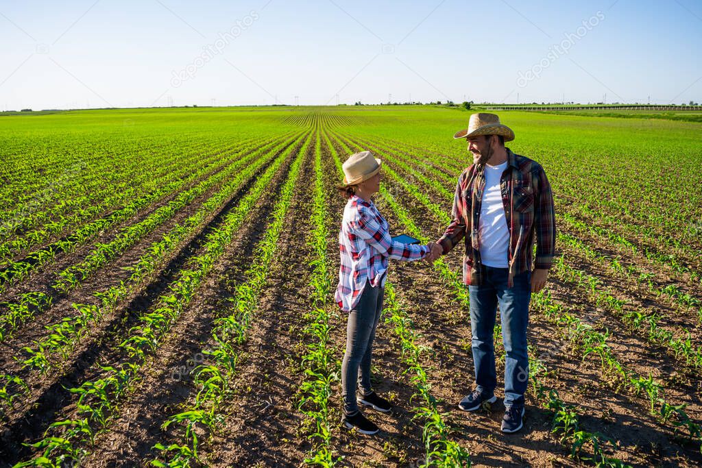 Man and woman are working together in partnership. They are cultivating corn.