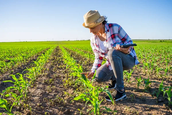 Dospělá Žena Pěstuje Kukuřici Své Půdě Zkoumá Pokrok Pěstování Plodin — Stock fotografie