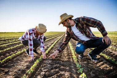Erkek ve kadın ortaklaşa çalışıyorlar. Soya fasulyesi yetiştiriyorlar..