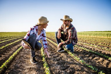 Erkek ve kadın ortaklaşa çalışıyorlar. Soya fasulyesi yetiştiriyorlar..