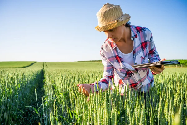 Žena Pěstuje Ječmen Jeho Půdě Zkoumá Pokrok Pěstování Plodin — Stock fotografie