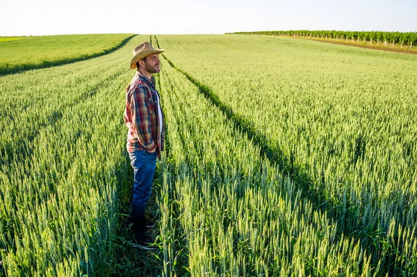 Hombre Está Cultivando Cebada Tierra Está Satisfecho Debido Buen Progreso — Foto de Stock