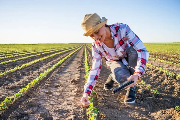 Farmářka Pěstuje Své Půdě Sóju Zkoumá Pokrok Pěstování Plodin — Stock fotografie