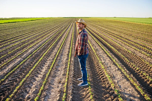 Agricultor Está Cultivando Soja Tierra — Foto de Stock