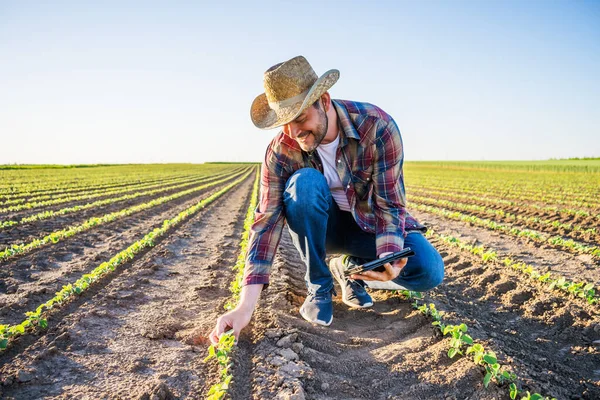 Farmář Pěstuje Své Půdě Sóju Zkoumá Pokrok Pěstování Plodin — Stock fotografie