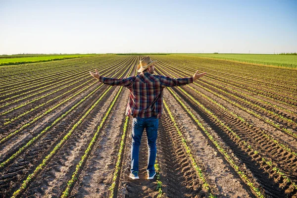 Farmář Pěstuje Své Půdě Sóju — Stock fotografie