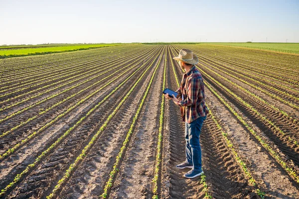 Αγρότης Καλλιεργεί Σόγια Στη Του Εξετάζει Την Πρόοδο Των Καλλιεργειών — Φωτογραφία Αρχείου