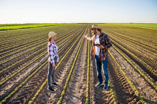 Muži Ženy Pracují Jako Zemědělci Partnerství Oni Pěstují Sóju — Stock fotografie