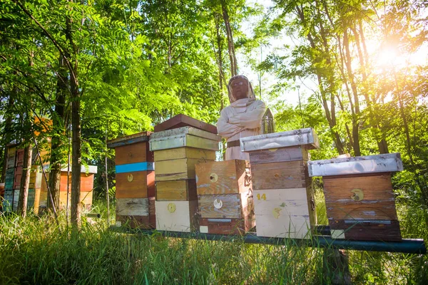 Imker Begutachtet Seine Bienenstöcke Wald Berufsimkerberuf — Stockfoto