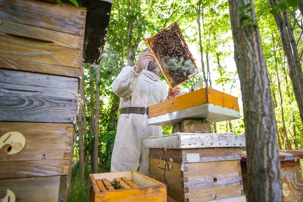 Imker Begutachtet Seine Bienenstöcke Wald Berufsimkerberuf — Stockfoto