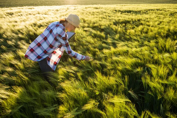 Kvinnlig Agronomer Undersöker Utvecklingen Korngrödor — Stockfoto