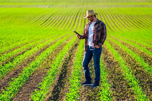 Farmer Uprawia Kukurydzę Jej Ziemi Bada Postępy Uprawach — Zdjęcie stockowe