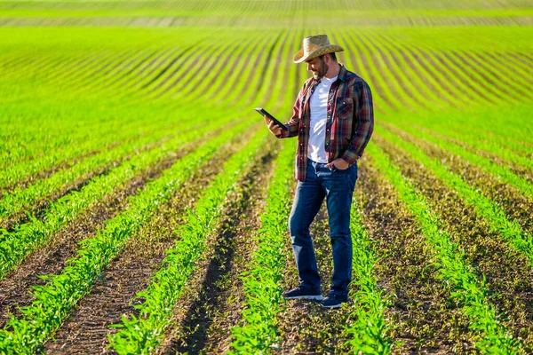 Farmářka Pěstuje Kukuřici Své Půdě Zkoumá Pokrok Pěstování Plodin — Stock fotografie