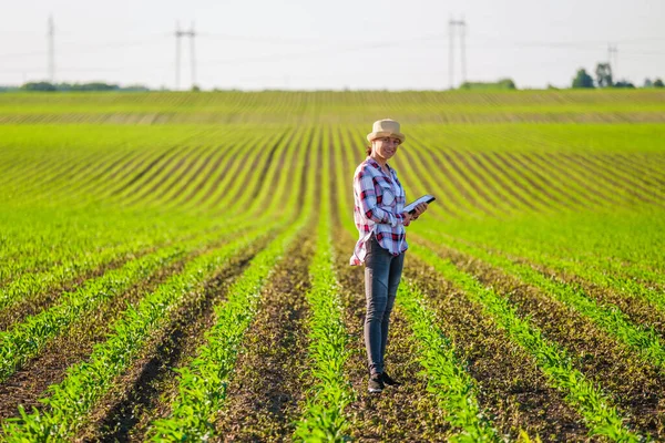Female Farmer Cultivating Corn Her Land She Examining Progress Crops — Stock Photo, Image