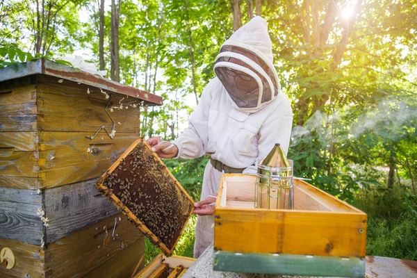 Imker Begutachtet Seine Bienenstöcke Wald Berufsimkerberuf — Stockfoto