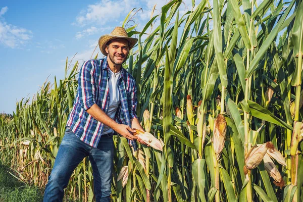 Šťastný Farmář Zkoumá Své Rostoucí Kukuřičné Pole — Stock fotografie