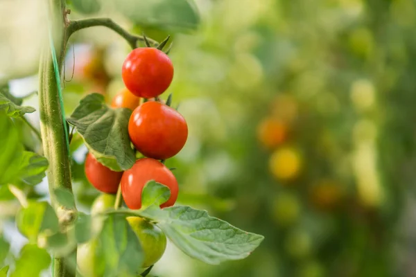 Close Image Ripe Tomatoes Greenhouse — Stock Photo, Image