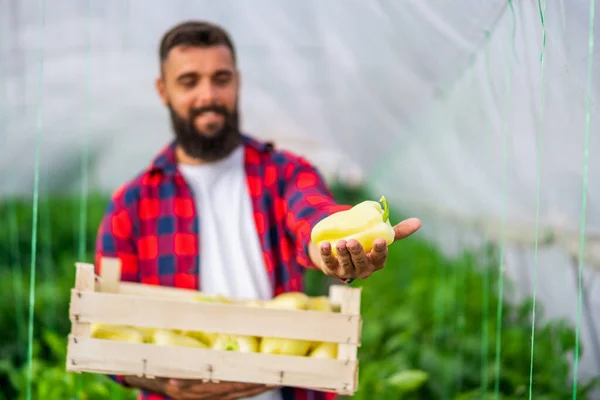 Organický Skleníkový Byznys Farmář Stojí Kýblem Čerstvě Sklizeného Žlutého Pepře — Stock fotografie