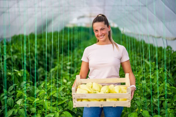 Organický Skleníkový Byznys Farmářka Stojí Vědrem Čerstvě Sklizeného Žlutého Pepře — Stock fotografie