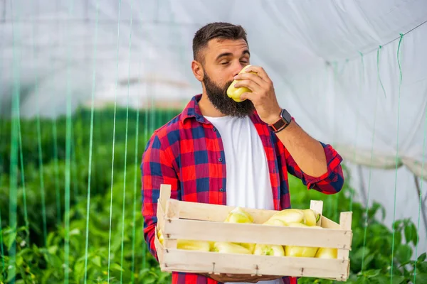 Organický Skleníkový Byznys Farmář Stojí Kýblem Čerstvě Sklizeného Žlutého Pepře — Stock fotografie