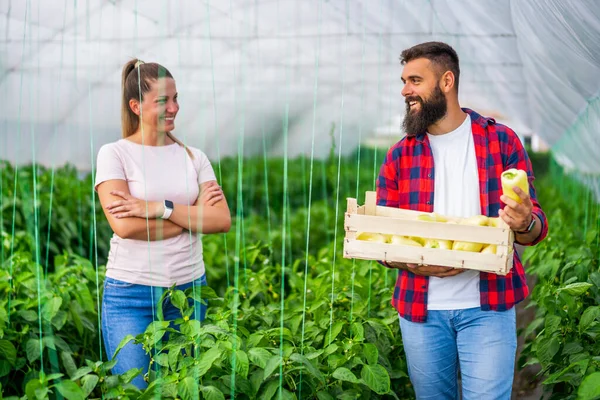 Organický Skleníkový Byznys Rodinní Farmáři Stojí Kýblem Čerstvě Sklizeného Žlutého — Stock fotografie