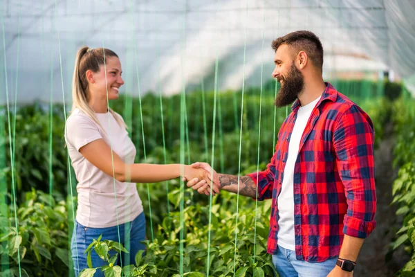 Organický Skleníkový Byznys Rodinní Farmáři Stojí Své Zahradě Potřásají Rukama — Stock fotografie
