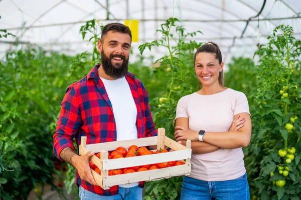 Organický Skleníkový Byznys Rodinní Farmáři Stojí Kýblem Čerstvě Sklizených Rajčat — Stock fotografie