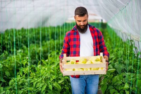 Organický Skleníkový Byznys Farmář Stojí Kýblem Čerstvě Sklizeného Žlutého Pepře — Stock fotografie