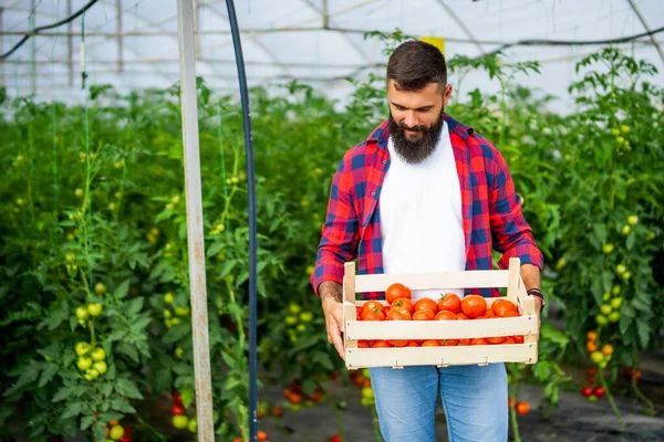 Organický Skleníkový Byznys Farmář Stojí Kýblem Čerstvě Sklizených Rajčat Svém — Stock fotografie
