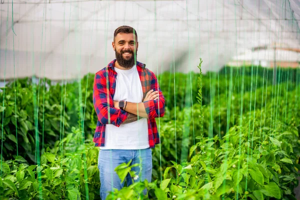 Organický Skleníkový Byznys Farmář Stojí Mezi Větvemi Papriky Skleníku — Stock fotografie