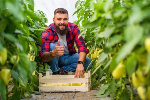 Organic Greenhouse Business Farmer Picking Fresh Ripe Bell Pepper His — Stok fotoğraf