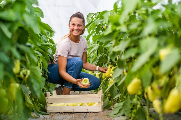 Organic Greenhouse Business Farmer Picking Fresh Ripe Bell Pepper Her — Stock fotografie