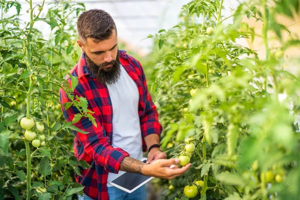 Organic Greenhouse Business Farmer Examining Unripe Tomatoes His Greenhouse — Stock fotografie