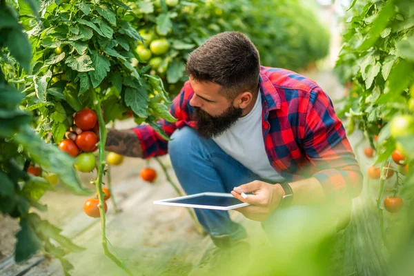 Organic Greenhouse Business Farmer Examining Fresh Ripe Tomatoes His Greenhouse — Stock fotografie